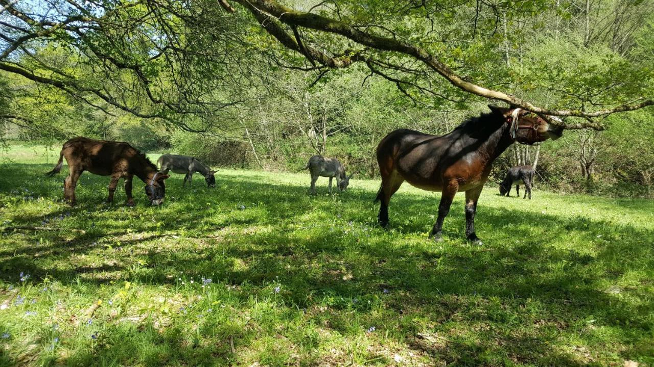 Le Moulin De Pensol - Gites Bagian luar foto